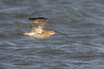 BUITEN BEELD Foto: 17463