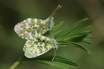 BUITEN BEELD Foto: 17464
