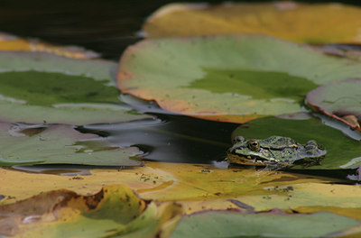 BUITEN BEELD Foto: 17493