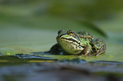 BUITEN BEELD Foto: 17495