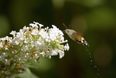 BUITEN BEELD Foto: 17504