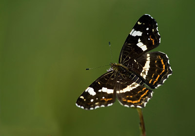 BUITEN BEELD Foto: 17505