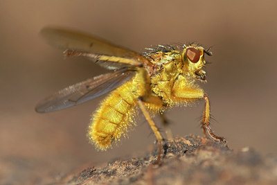 BUITEN BEELD Foto: 17584