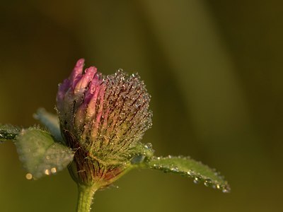 BUITEN BEELD Foto: 17595