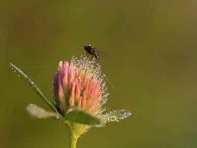 BUITEN BEELD Foto: 17596