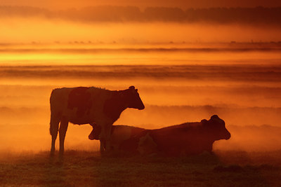 BUITEN BEELD Foto: 17603