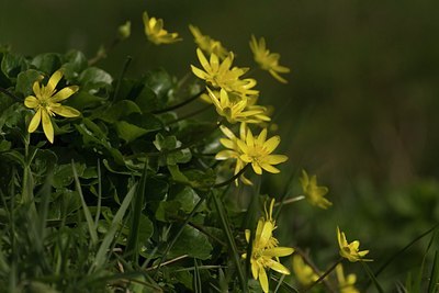 BUITEN BEELD Foto: 17608
