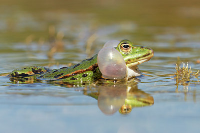 BUITEN BEELD Foto: 17614