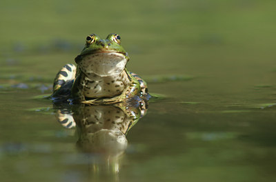 BUITEN BEELD Foto: 17629