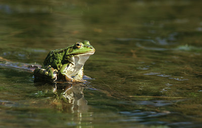 BUITEN BEELD Foto: 17631