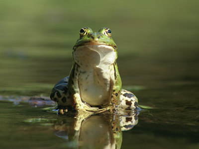 BUITEN BEELD Foto: 17635
