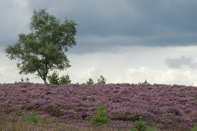 BUITEN BEELD Foto: 17654