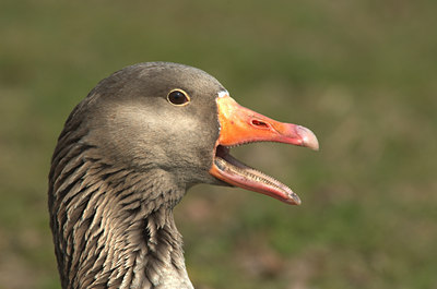 BUITEN BEELD Foto: 17657