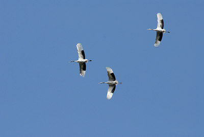 BUITEN BEELD Foto: 17695