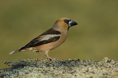BUITEN BEELD Foto: 17705