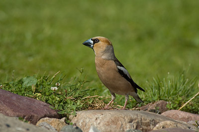 BUITEN BEELD Foto: 17713