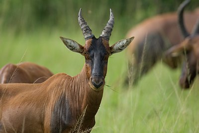 BUITEN BEELD Foto: 17774