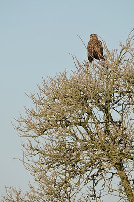 BUITEN BEELD Foto: 17782