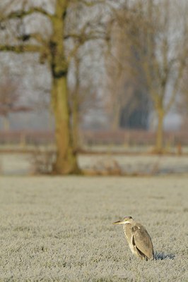 BUITEN BEELD Foto: 17784