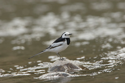 BUITEN BEELD Foto: 17788