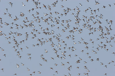 BUITEN BEELD Foto: 17808