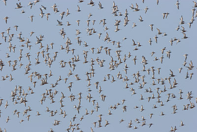 BUITEN BEELD Foto: 17809