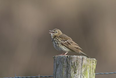 BUITEN BEELD Foto: 17839