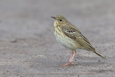 BUITEN BEELD Foto: 17840