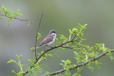 BUITEN BEELD Foto: 17845