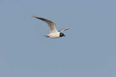 BUITEN BEELD Foto: 17858