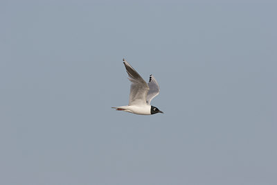 BUITEN BEELD Foto: 17859