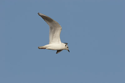 BUITEN BEELD Foto: 17863