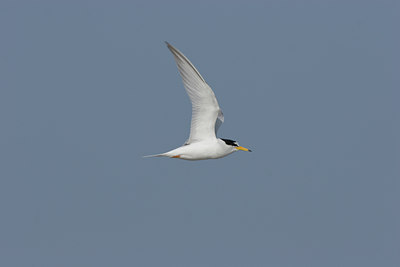 BUITEN BEELD Foto: 17870
