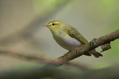 BUITEN BEELD Foto: 17875