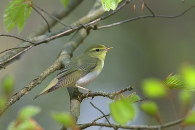 BUITEN BEELD Foto: 17879