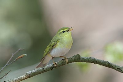 BUITEN BEELD Foto: 17886