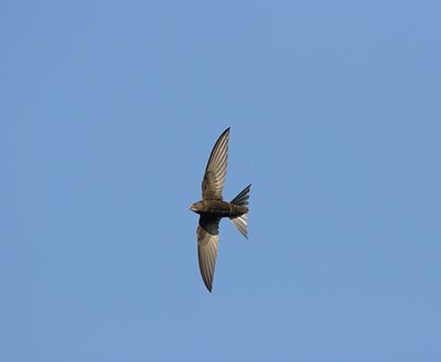BUITEN BEELD Foto: 17901