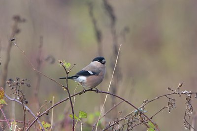 BUITEN BEELD Foto: 17909