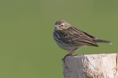 BUITEN BEELD Foto: 17910