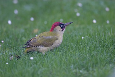 BUITEN BEELD Foto: 17912