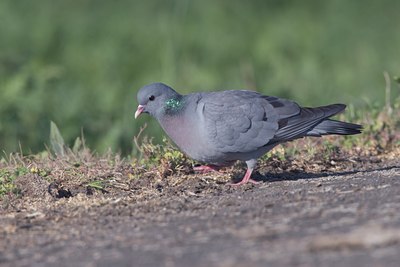 BUITEN BEELD Foto: 17927