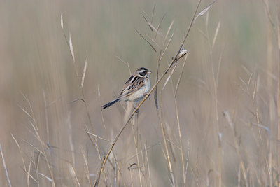 BUITEN BEELD Foto: 17951