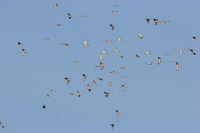 BUITEN BEELD Foto: 17953