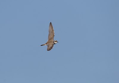 BUITEN BEELD Foto: 17957