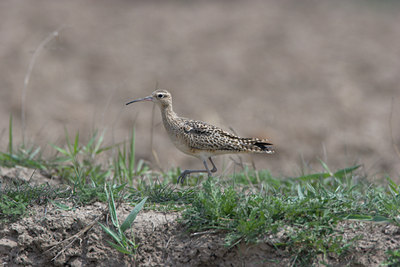 BUITEN BEELD Foto: 17960