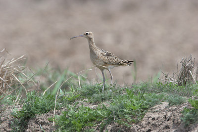 BUITEN BEELD Foto: 17963