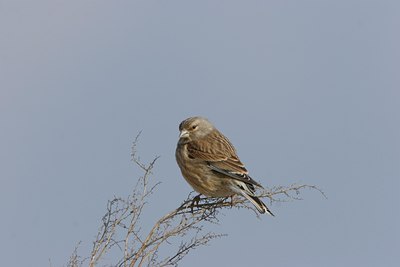 BUITEN BEELD Foto: 17968