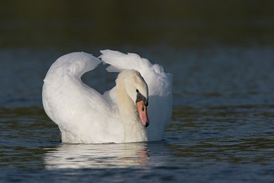 BUITEN BEELD Foto: 17979