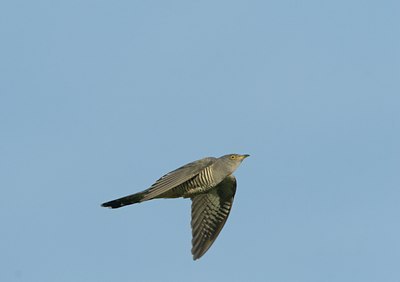 BUITEN BEELD Foto: 17986