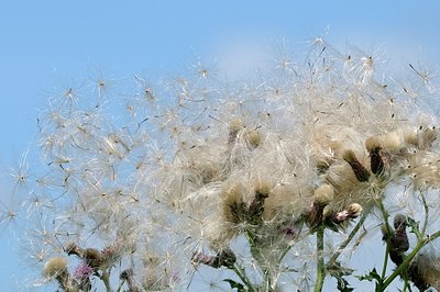 BUITEN BEELD Foto: 179005